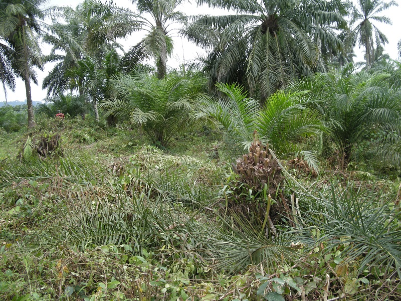 Nigeria Forest